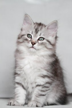 yavru Sibirya kedisi, gümüş sürüm