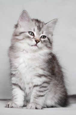 yavru Sibirya kedisi, gümüş sürüm