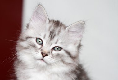 yavru Sibirya kedisi, gümüş sürüm