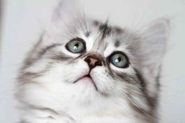 Puppy of siberian cat, silver version — Stock Photo, Image