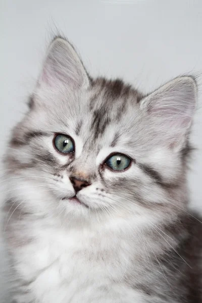 シベリア猫、銀バージョンの子犬 — ストック写真