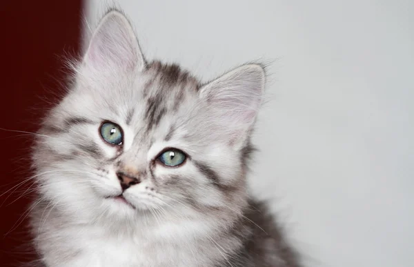 Puppy of siberian cat, silver version — Stock Photo, Image