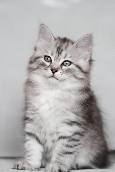 Filhote de cachorro de gato siberiano, versão prata — Fotografia de Stock