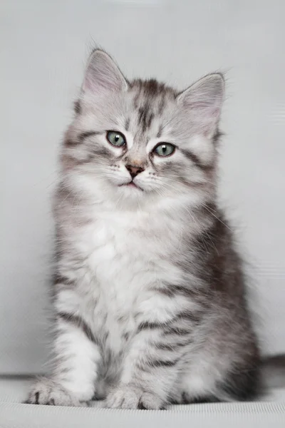Štěně sibiřská kočka, stříbrná verze — Stock fotografie