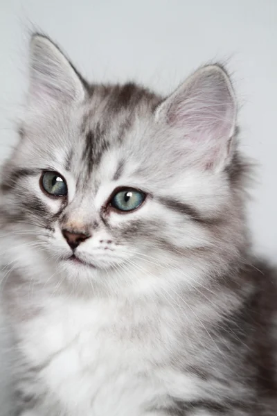 Puppy of siberian cat, silver version — Stock Photo, Image
