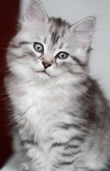 Cucciolo di gatto siberiano, versione argento — Foto Stock