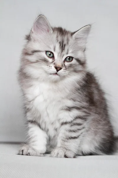 Cachorro de gato siberiano, versión plateada — Foto de Stock