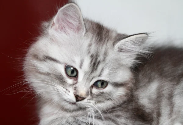 Cucciolo di gatto siberiano, versione argento — Foto Stock