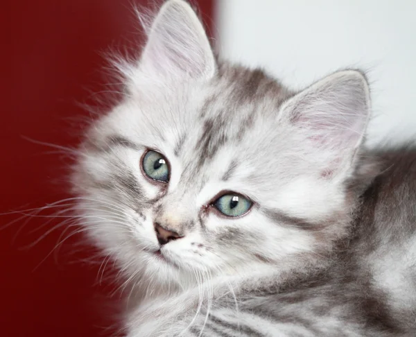 小狗的西伯利亚猫、 银版 — 图库照片