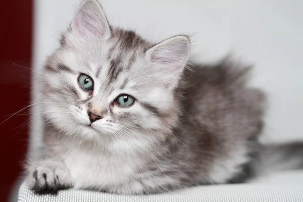 Cucciolo di gatto siberiano, versione argento — Foto Stock