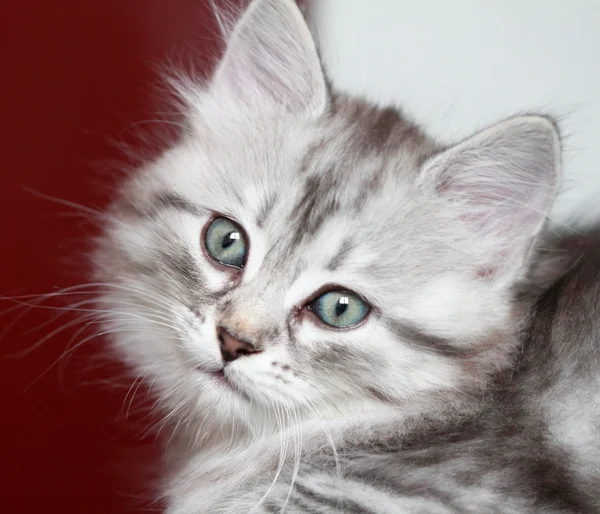 Filhote de cachorro de gato siberiano, versão prata — Fotografia de Stock