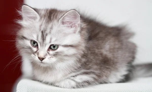 Cachorro de gato siberiano, versión plateada — Foto de Stock