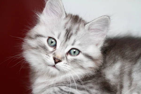 Puppy of siberian cat, silver version — Stock Photo, Image