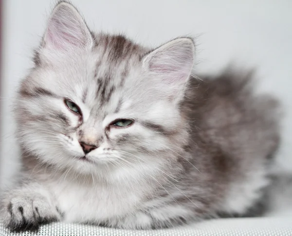 Welpe der sibirischen Katze, silberne Version — Stockfoto