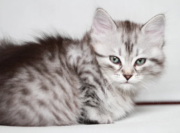 Yavru Sibirya kedisi, gümüş sürüm — Stok fotoğraf