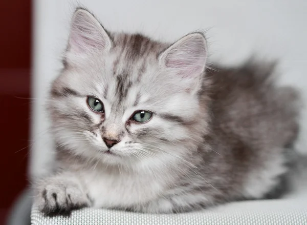 Puppy of siberian cat, silver version — Stock Photo, Image