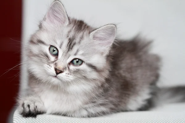 Szczeniak syberyjski kot, srebrny wersji — Zdjęcie stockowe