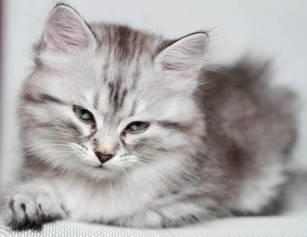 Цуценя сибірського кота, срібна версія — стокове фото