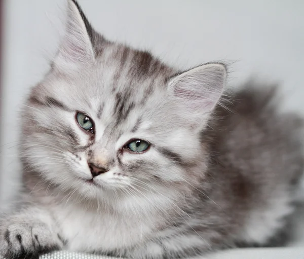 Щенок сибирской кошки, серебряная версия — стоковое фото