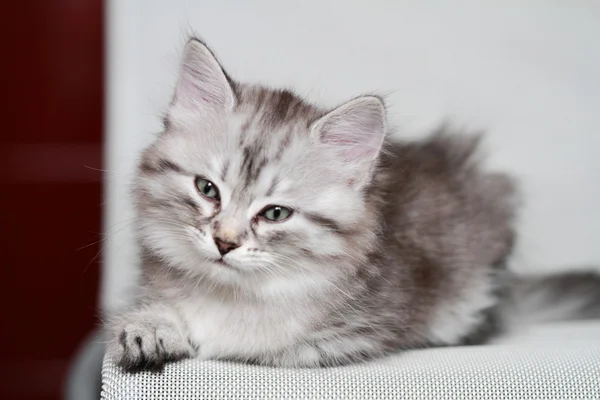 Welpe der sibirischen Katze, silberne Version — Stockfoto