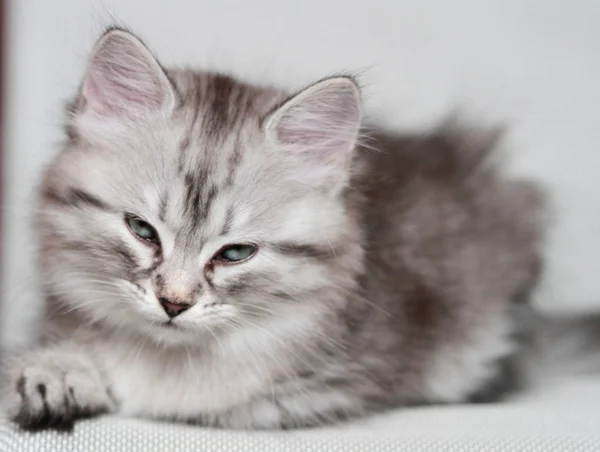 Puppy of siberian cat, silver version — Stock Photo, Image