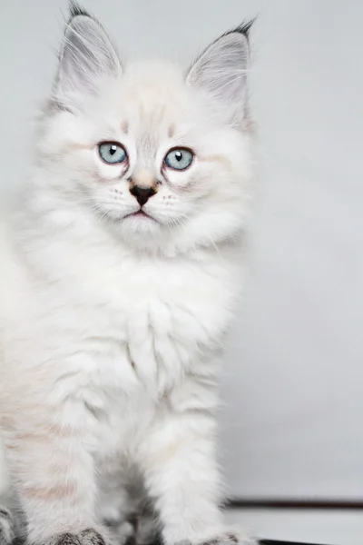 Puppy of siberian cat,neva masquerade version — Stock Photo, Image