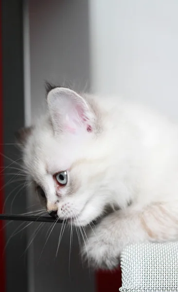 Cucciolo di gatto siberiano, versione neva mascherata — Foto Stock