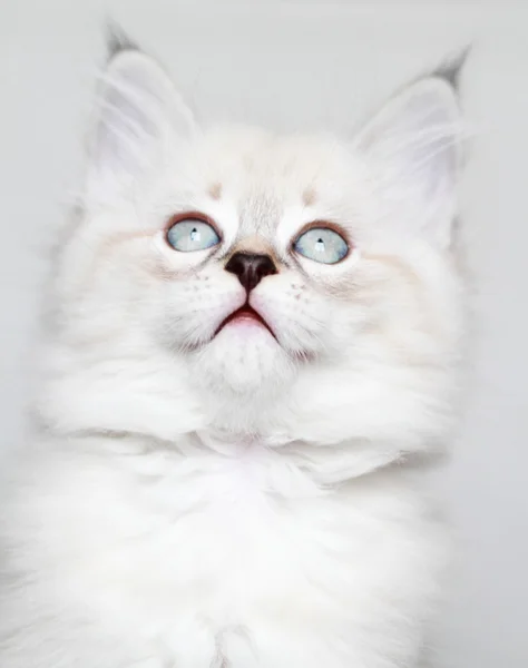 Chiot de chat sibérien, version masquée neva — Photo