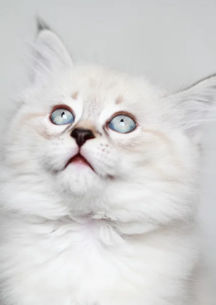 Cachorro de gato siberiano, neva versión mascarada —  Fotos de Stock