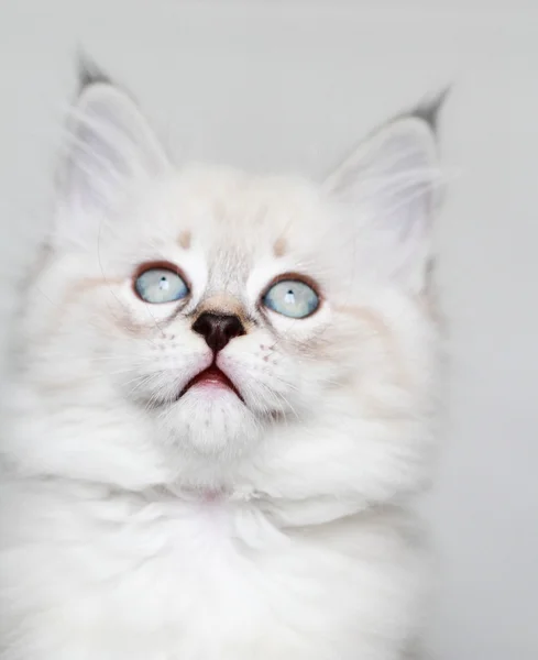 Puppy of siberian cat,neva masquerade version — Stock Photo, Image