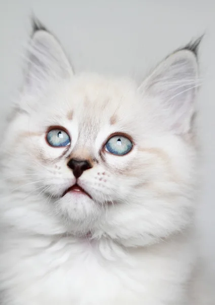 Κουτάβι της σιβηρικής γάτας, neva μεταμφίεση έκδοση — Φωτογραφία Αρχείου