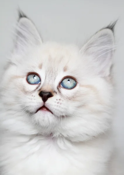 Puppy of siberian cat,neva masquerade version — Stock Photo, Image