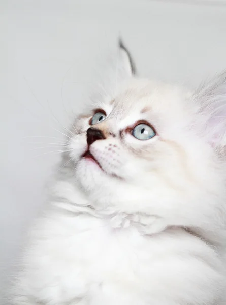 Filhote de cachorro de gato siberiano, versão mascarada neva — Fotografia de Stock