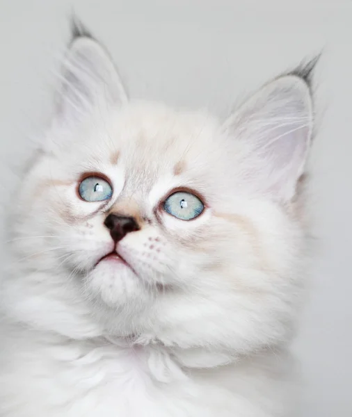 Valp av Sibirisk katt, neva maskerad version — Stockfoto