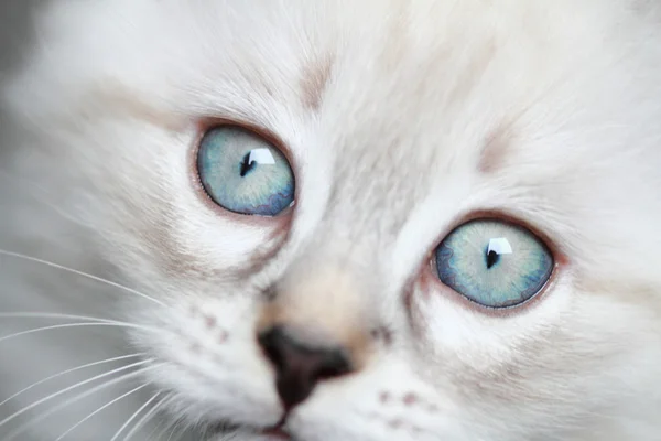 Щенок сибирской кошки, маскарад Невы — стоковое фото
