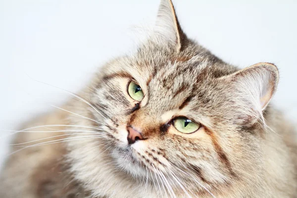 Tricolor vrouwen van Siberische ras — Stockfoto