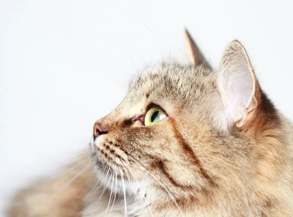 Tricolor female of siberian breed — Stock Photo, Image