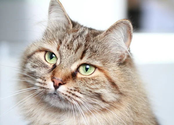 Üç renkli dişi Sibirya doğurmak