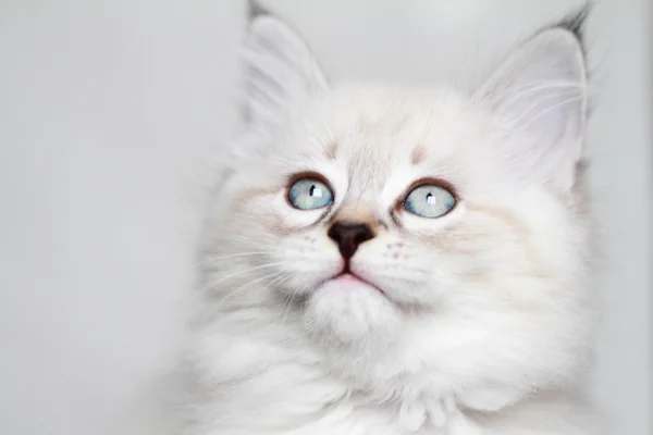 Kölyök szibériai macska, neva masquerade változat — Stock Fotó