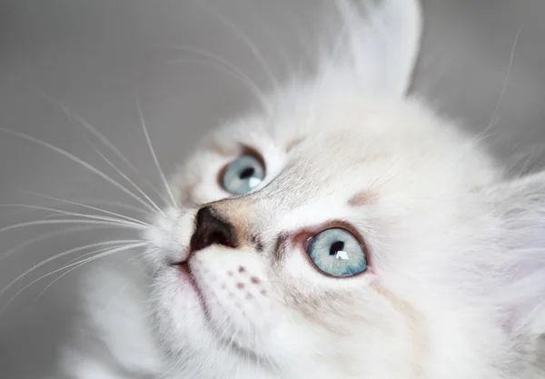 Catelus de pisica siberiana, versiune mascarada neva — Fotografie, imagine de stoc