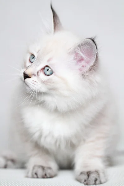Цуценя сибірського кота, маскарад Неви — стокове фото