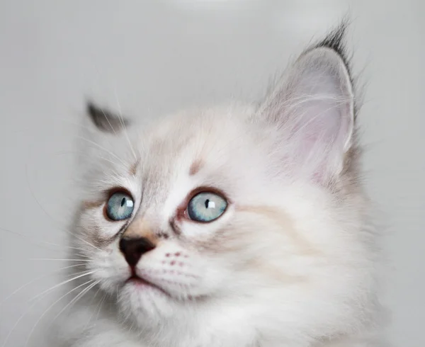 Щенок сибирской кошки, маскарад Невы — стоковое фото