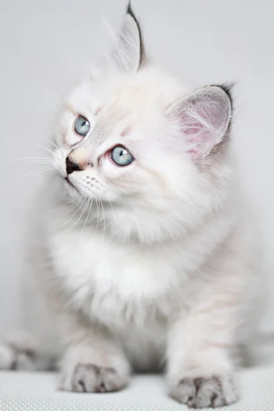 Welpe der sibirischen Katze, neva masquerade version — Stockfoto