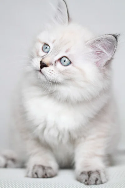 Cachorro de gato siberiano, neva versión mascarada — Foto de Stock