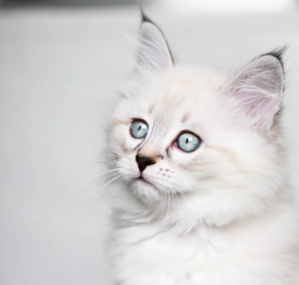 Cucciolo di gatto siberiano, versione neva mascherata — Foto Stock