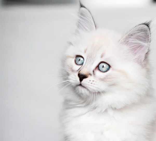 Cucciolo di gatto siberiano, versione neva mascherata — Foto Stock