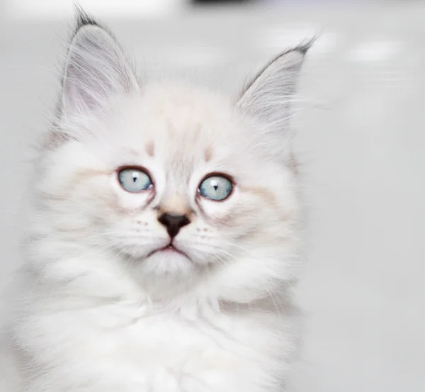 Welpe der sibirischen Katze, neva masquerade version — Stockfoto