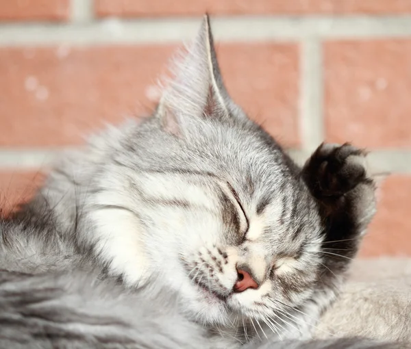 Hündin der silbernen Katze, sibirische Rasse — Stockfoto