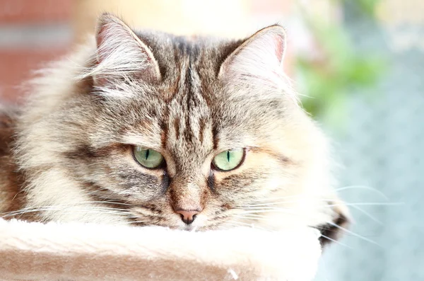 Kobieta kot syberyjski — Zdjęcie stockowe