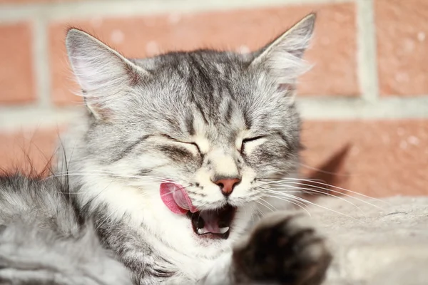 Femal de plata gato, siberiano crianza —  Fotos de Stock